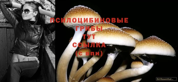 стафф Новозыбков