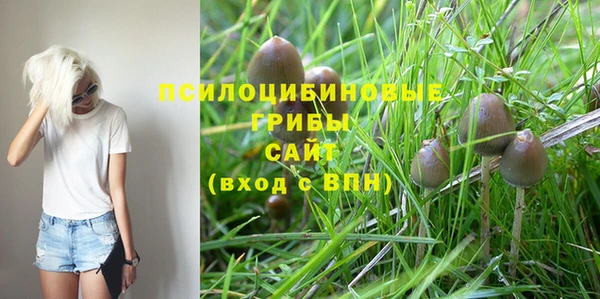 стафф Новозыбков