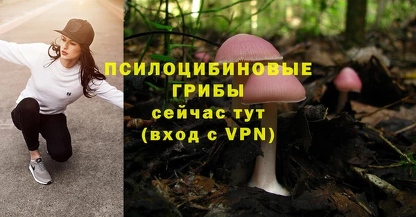 стафф Новозыбков